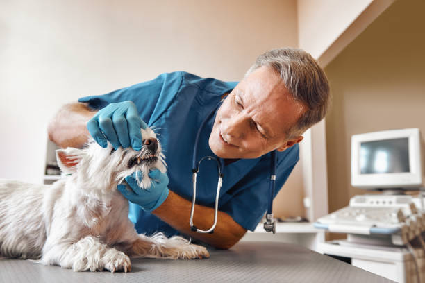Best Holiday Emergency Dentist in Shenandoah Farms, VA
